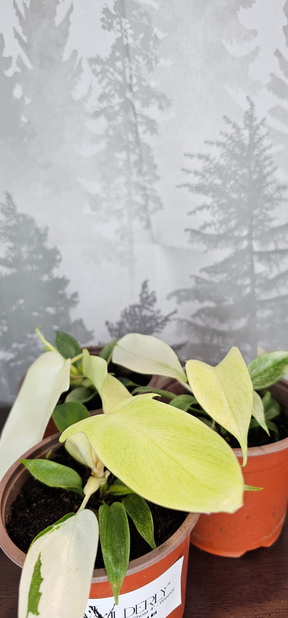 Philodendron Florida Ghost 4&quot;