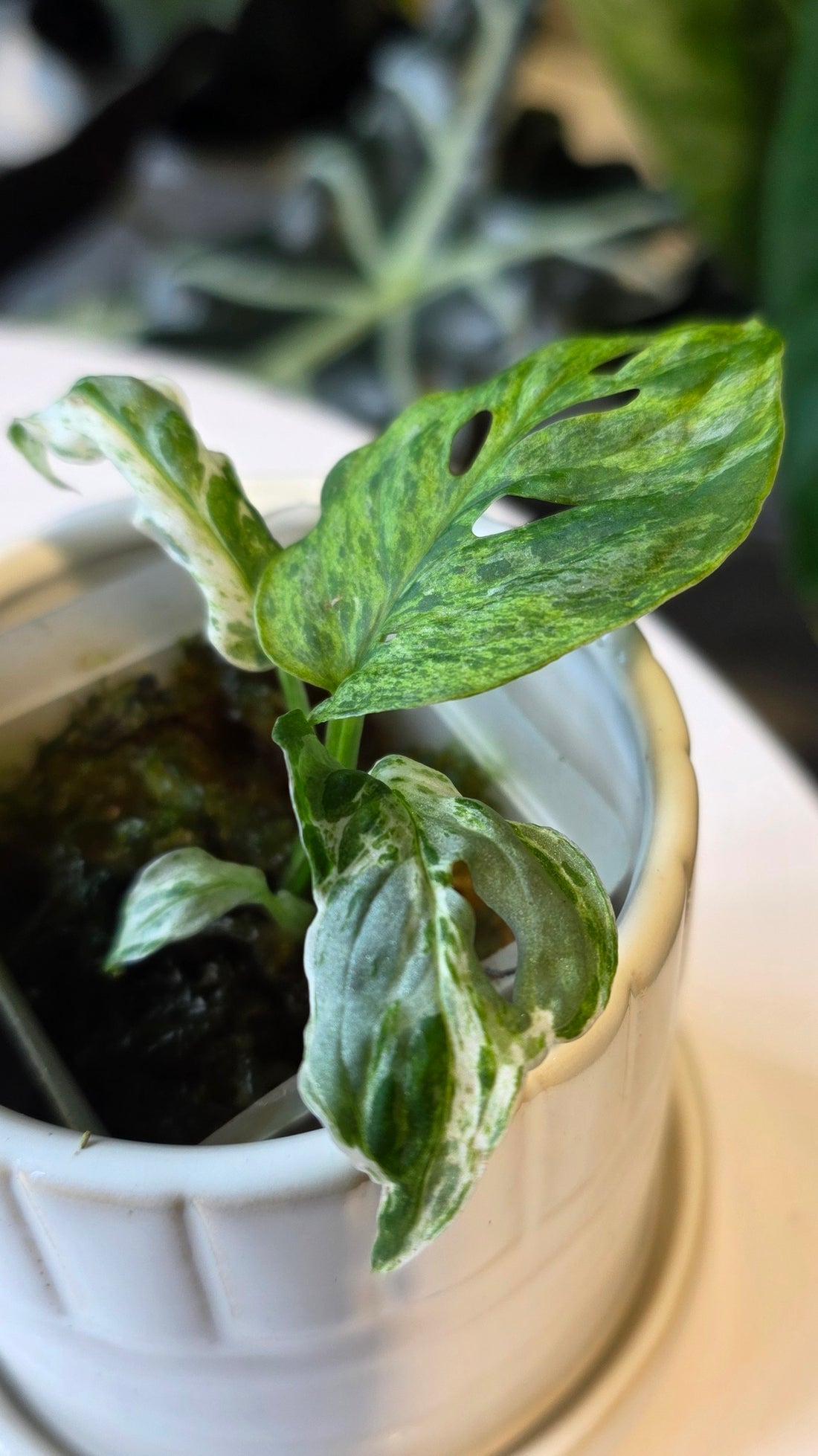 Monstera Adansonii Frozen Freckles (C)