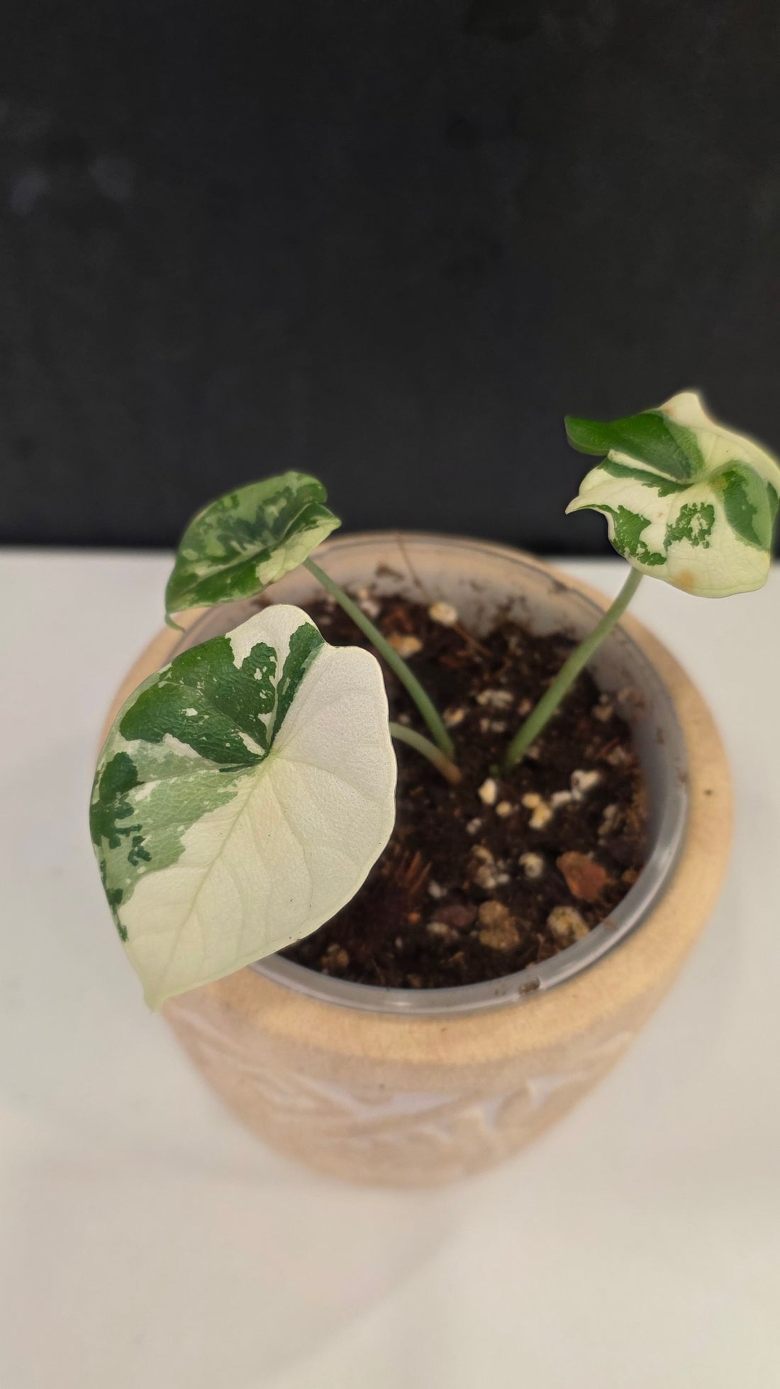 Alocasia Melo Albo F