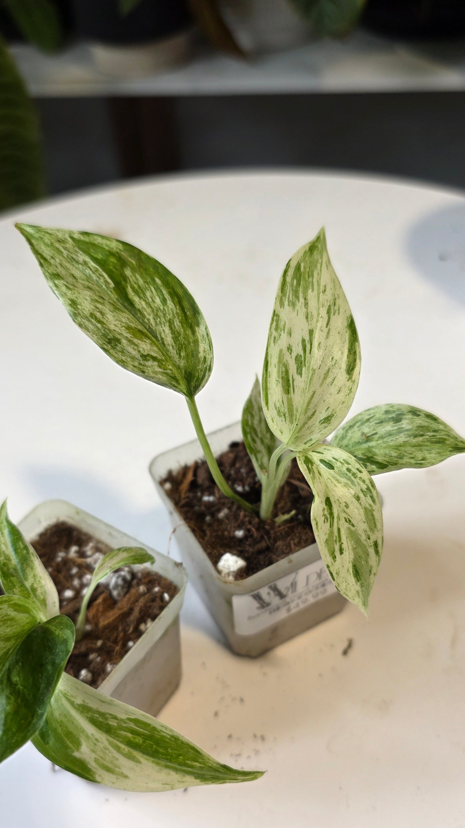 Scindapsus mount salak variegated
