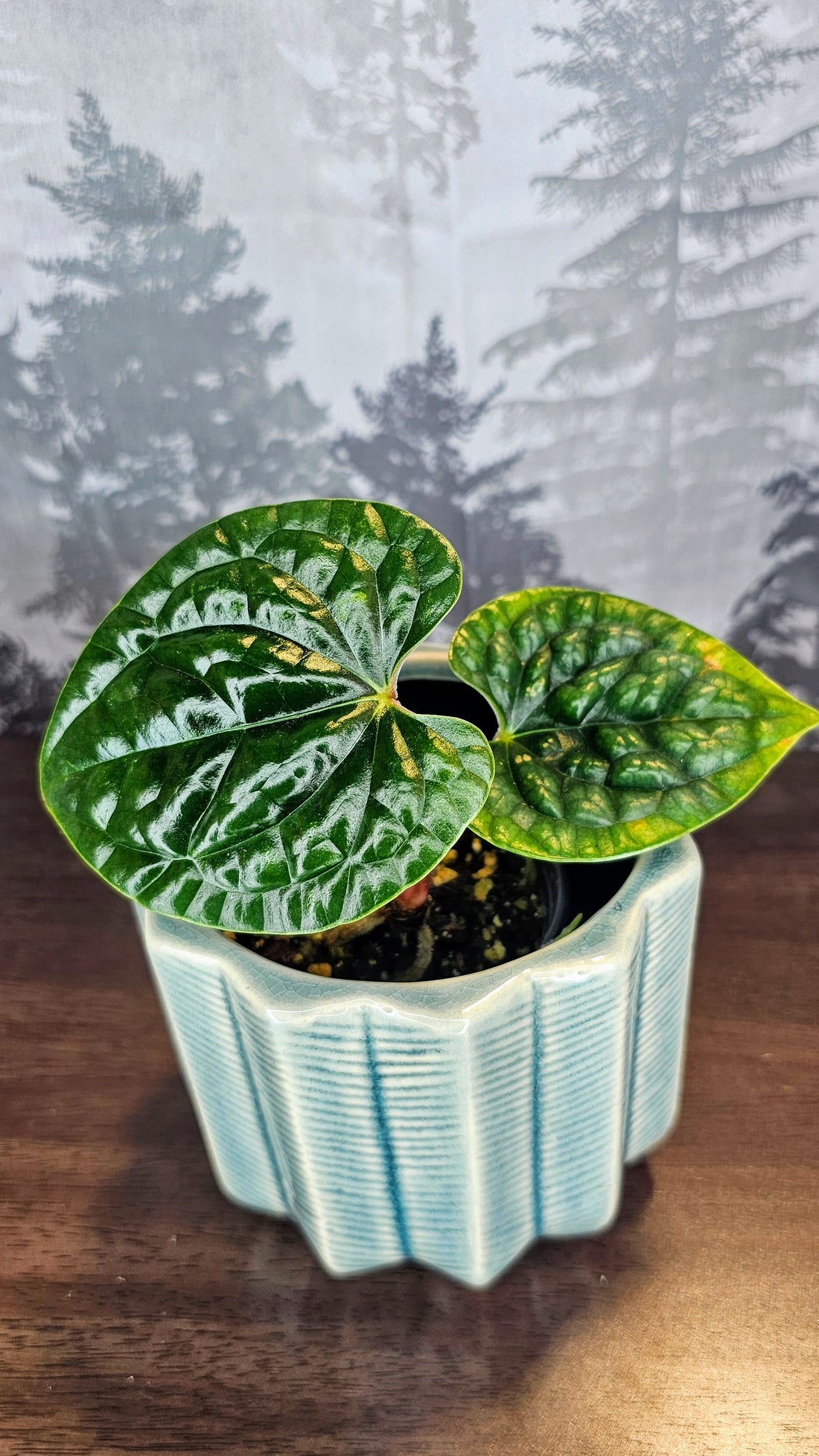 Anthurium Luxurians (WA62)