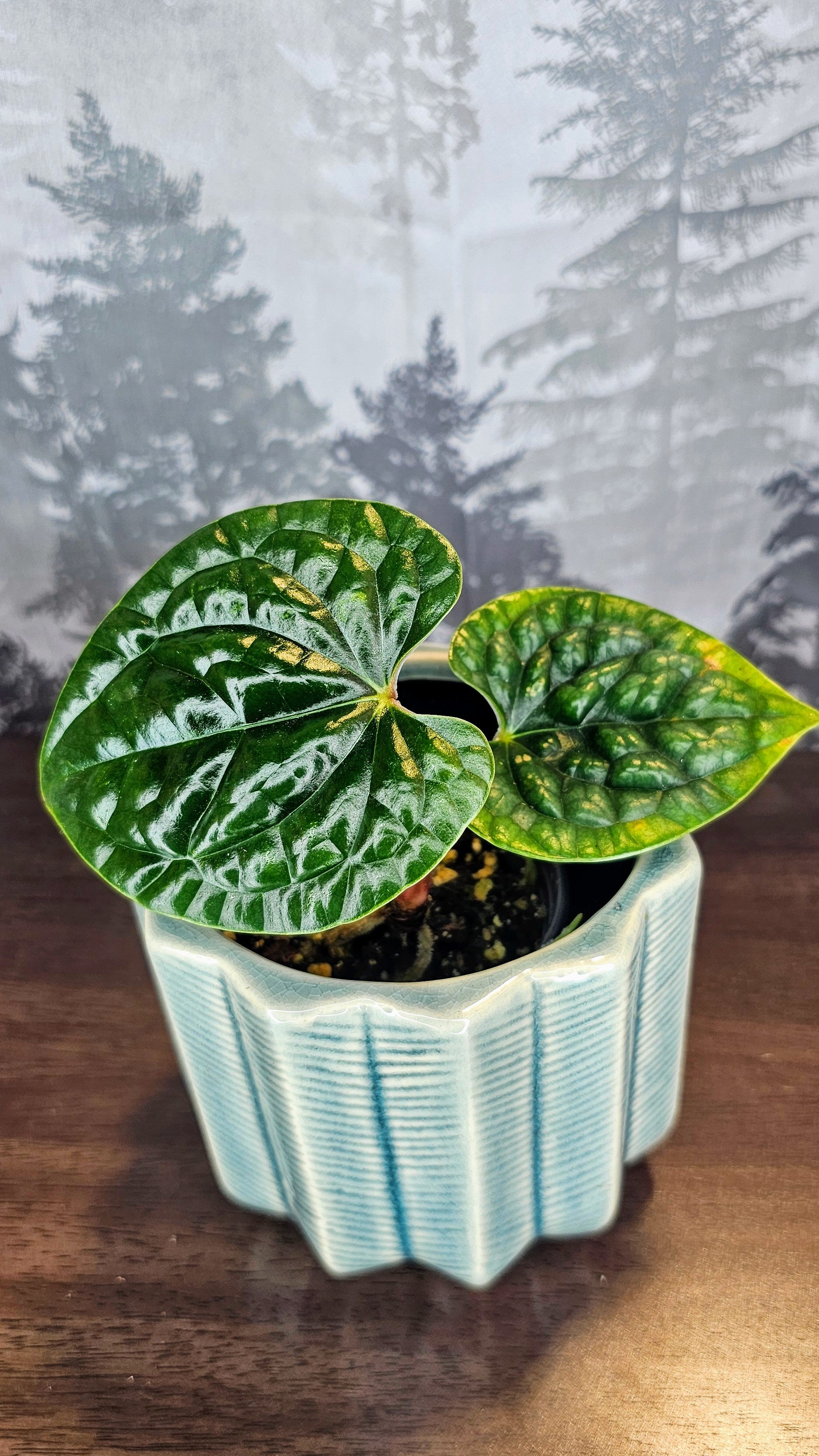 Anthurium Luxurians (WA62)
