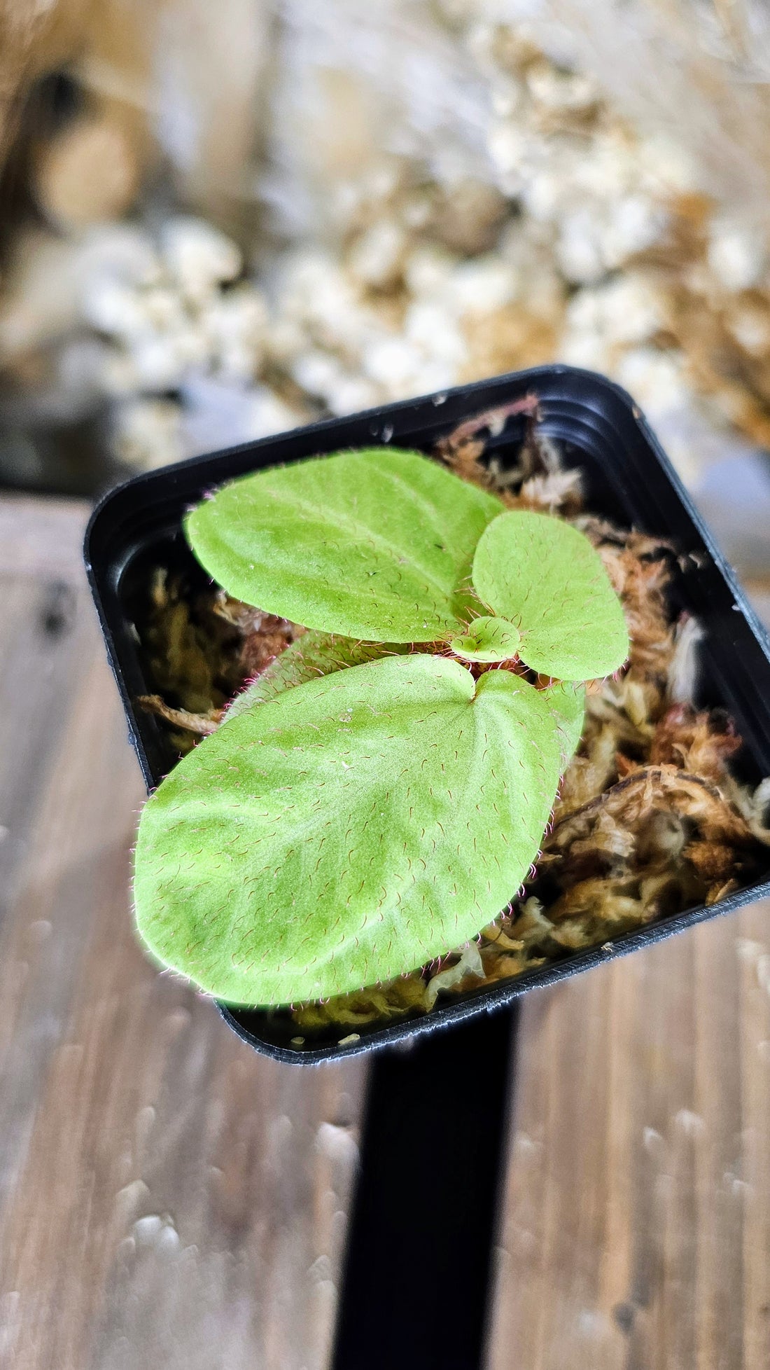 Sonerilia sp. Borneo &quot;Red Fuzz&quot;