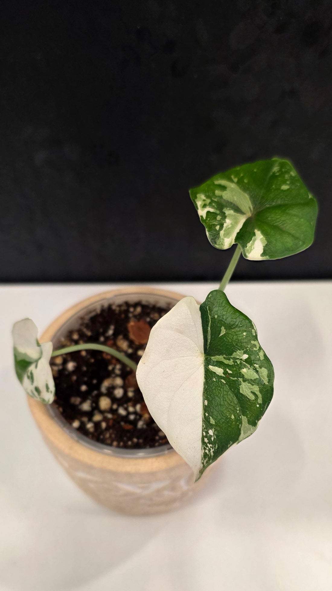 Alocasia Melo Albo A