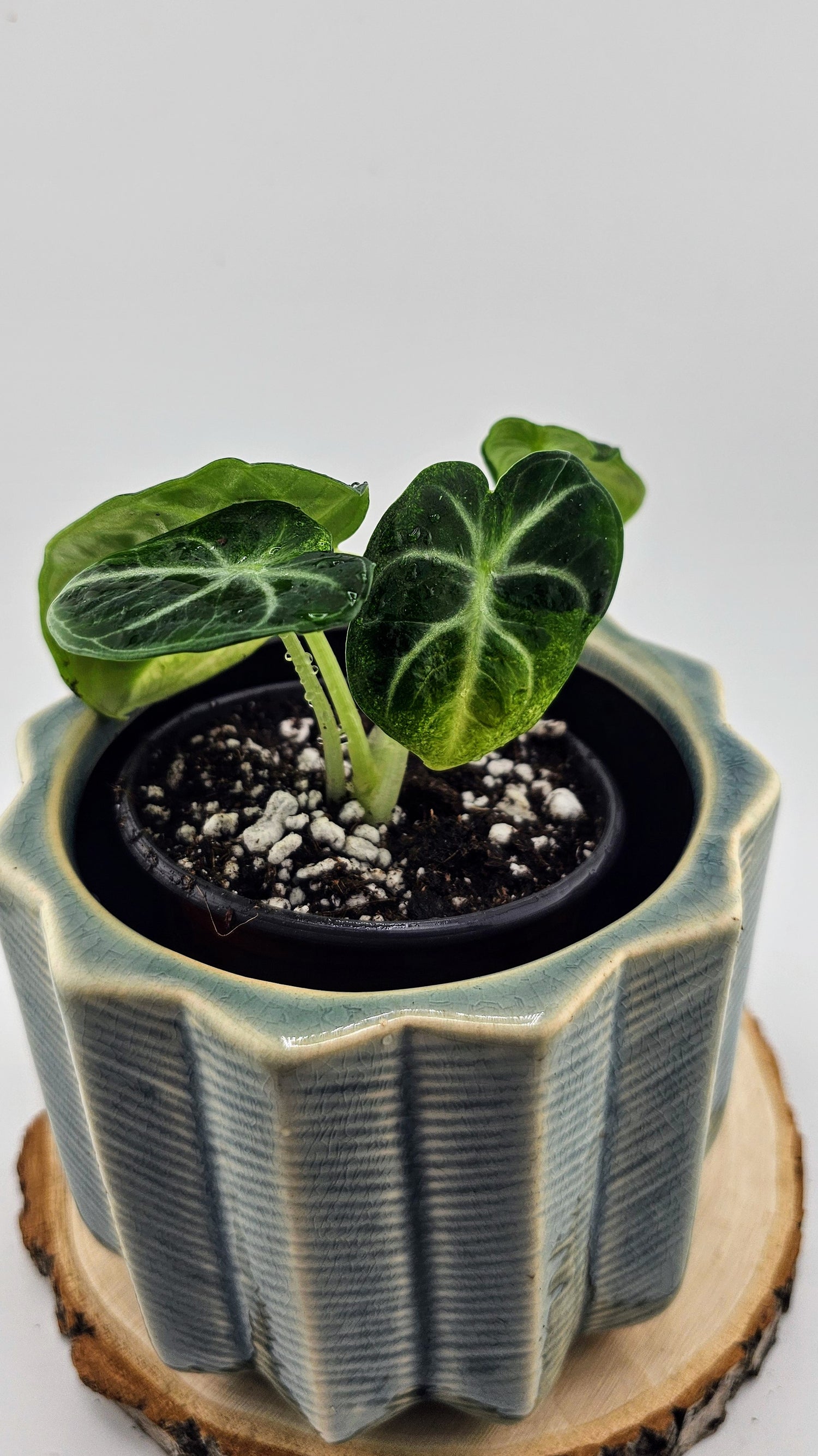 Alocasia Black Velvet Variegated (C)