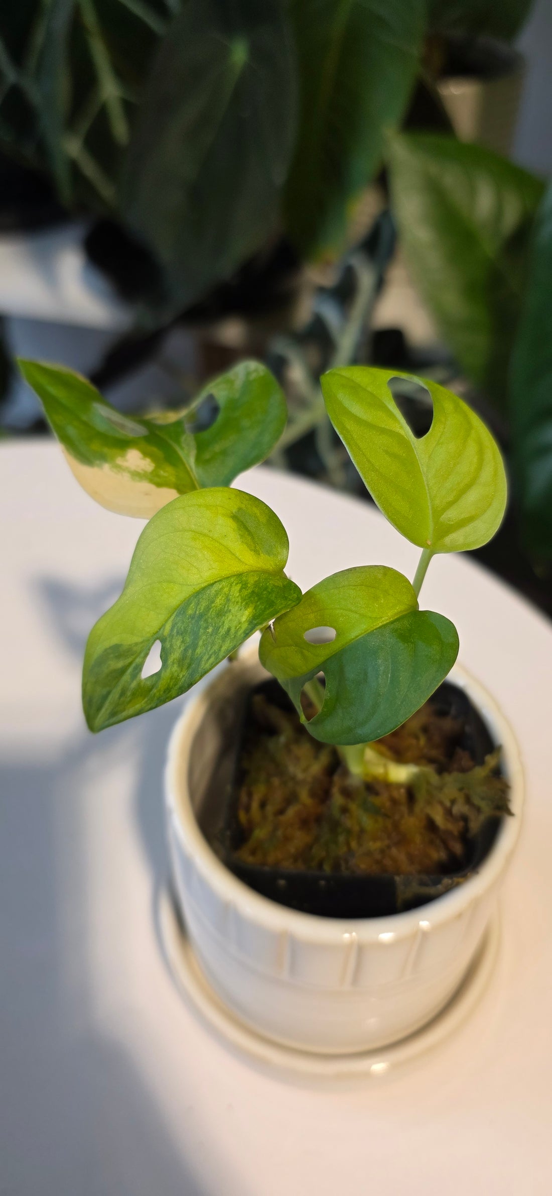 Monstera Adansonii Aurea (A)