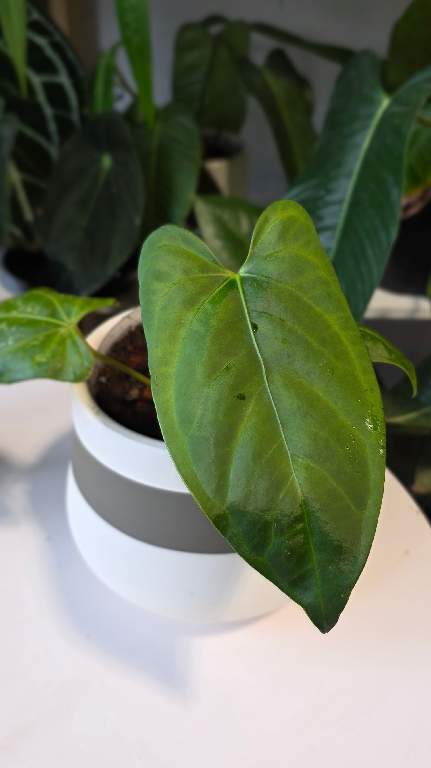 Anthurium Regale x sp. Napo (B)