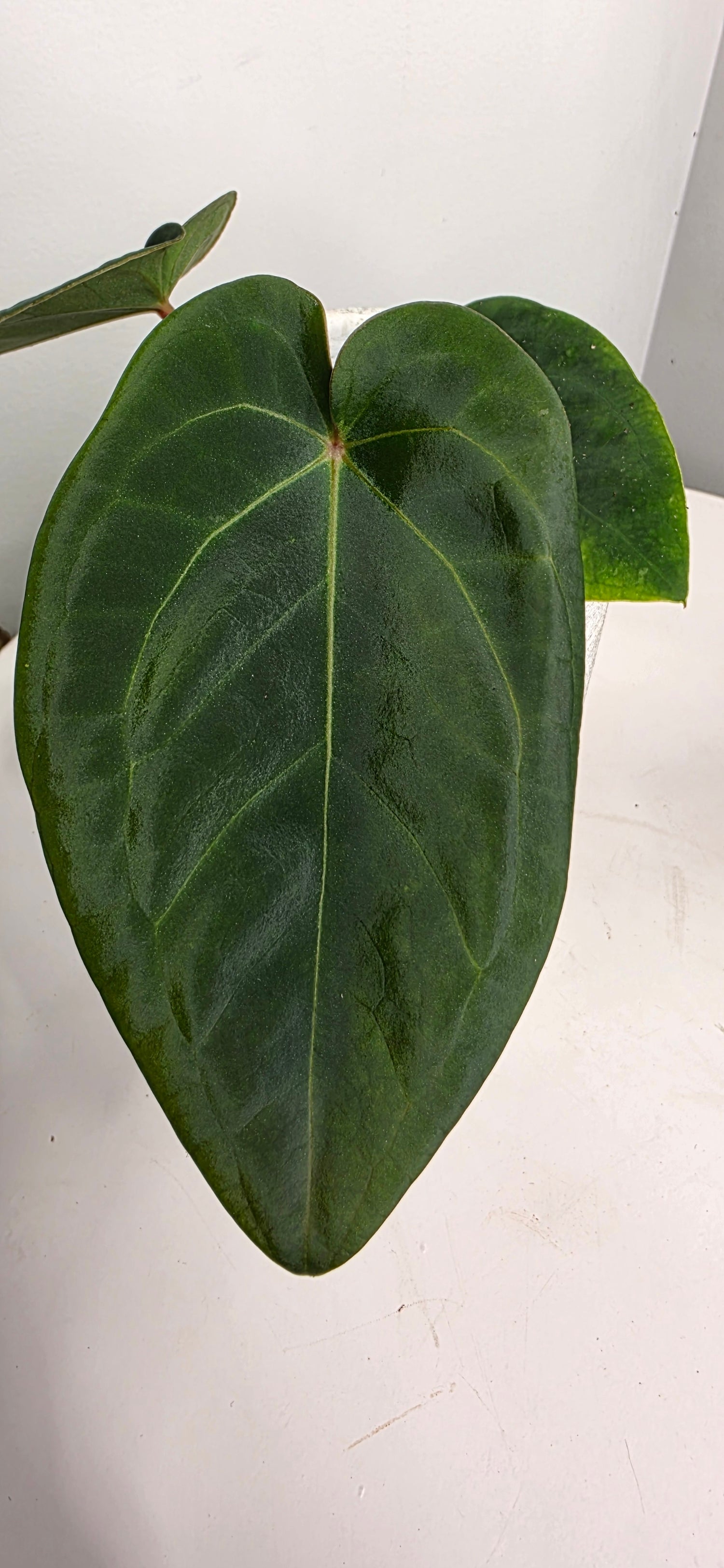 Anthurium Forgetii x Eastern Dressleri