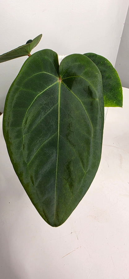 Anthurium Forgetii x Eastern Dressleri