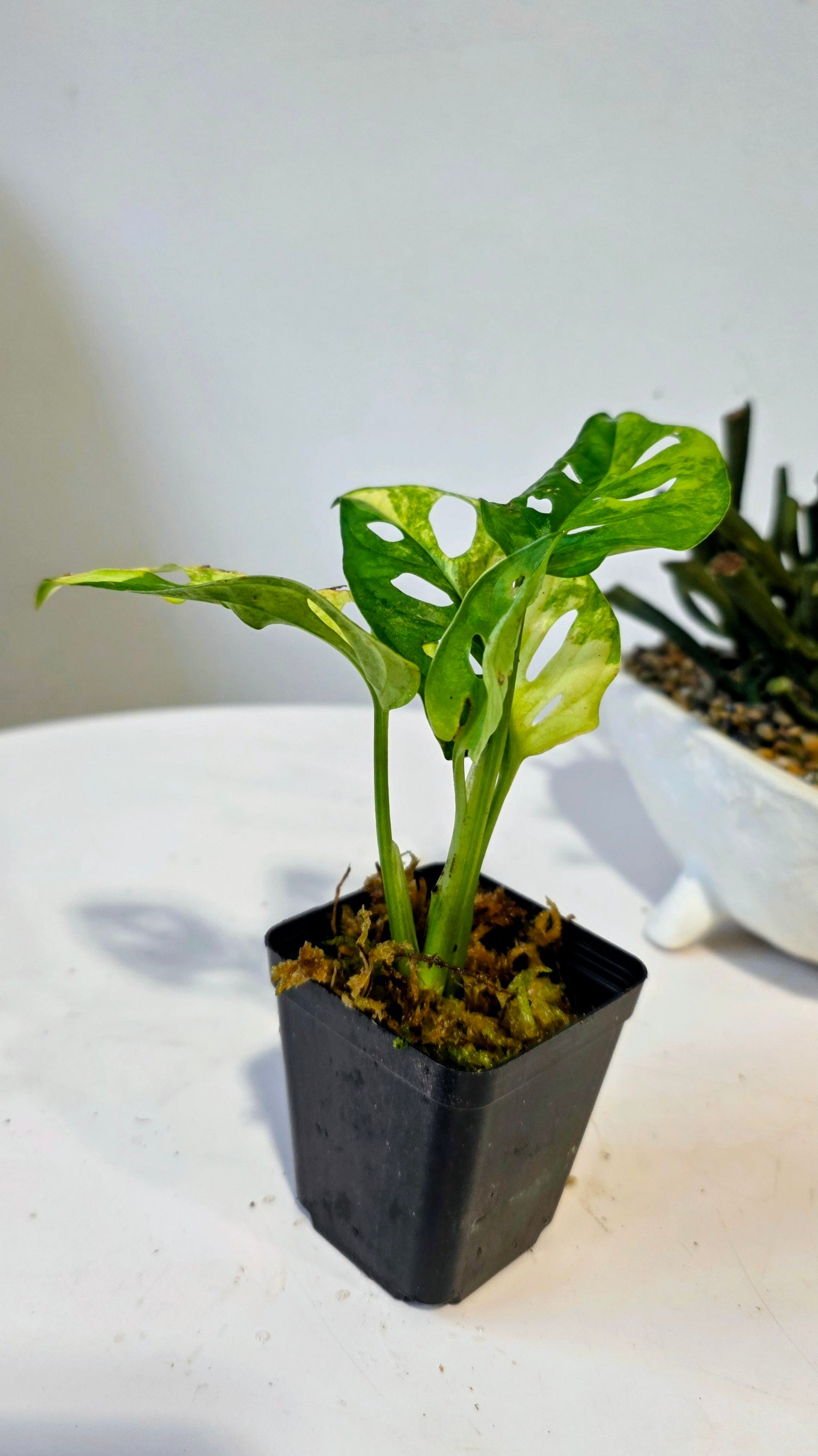 Monstera Adansonii Aurea "D"