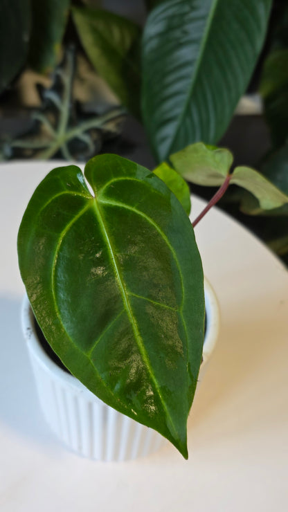 Anthurium Forgetii x Besseae aff. (C)