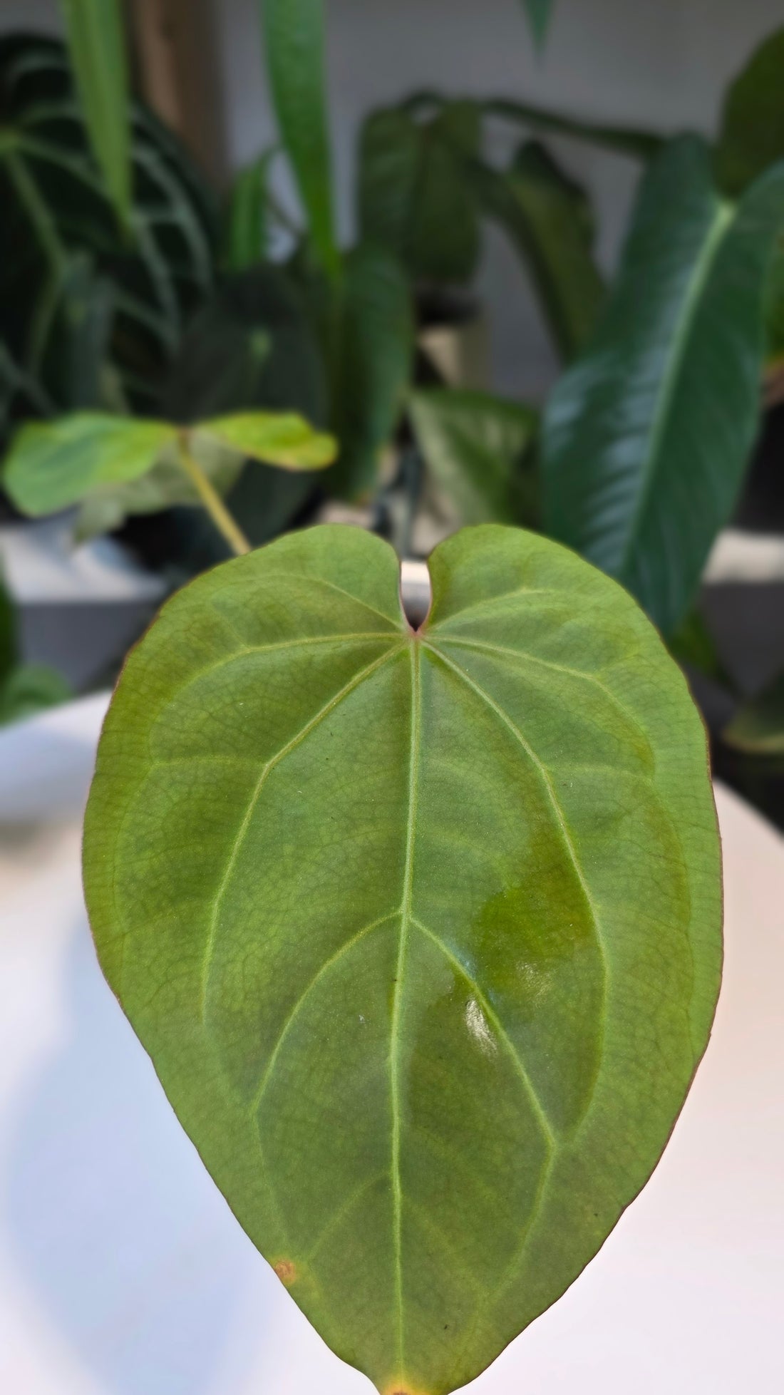 Anthurium Crystallinum X Dressleri (a)