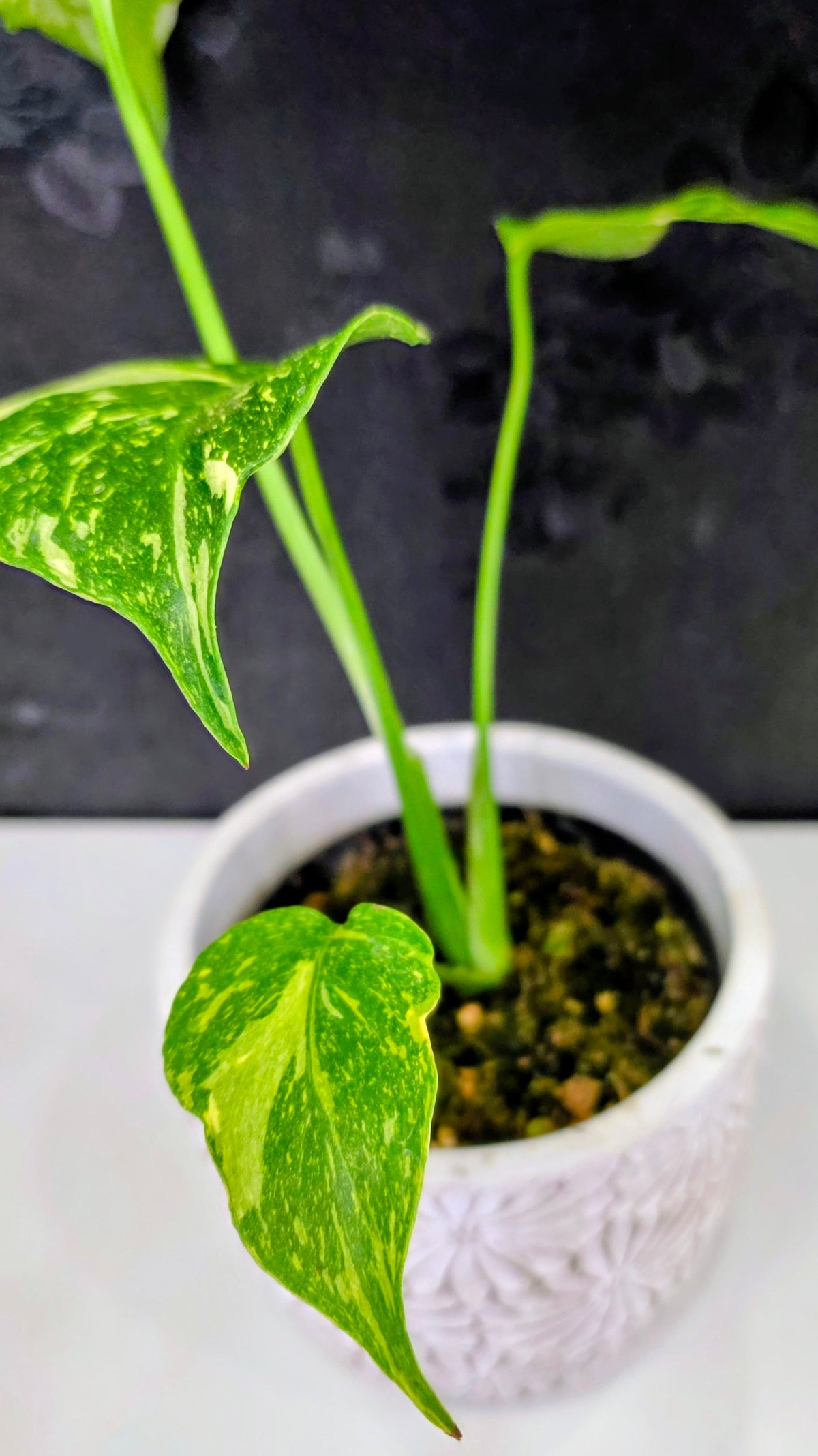 Monstera Electrolyte Variegated D