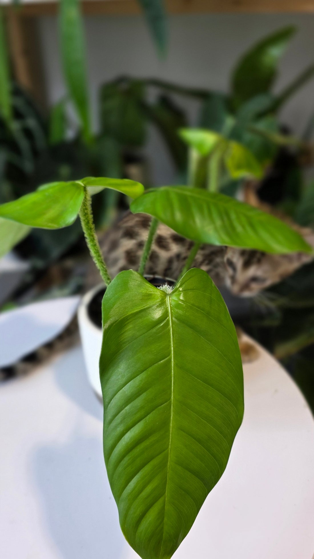 Philodendron genevieveanum (a)