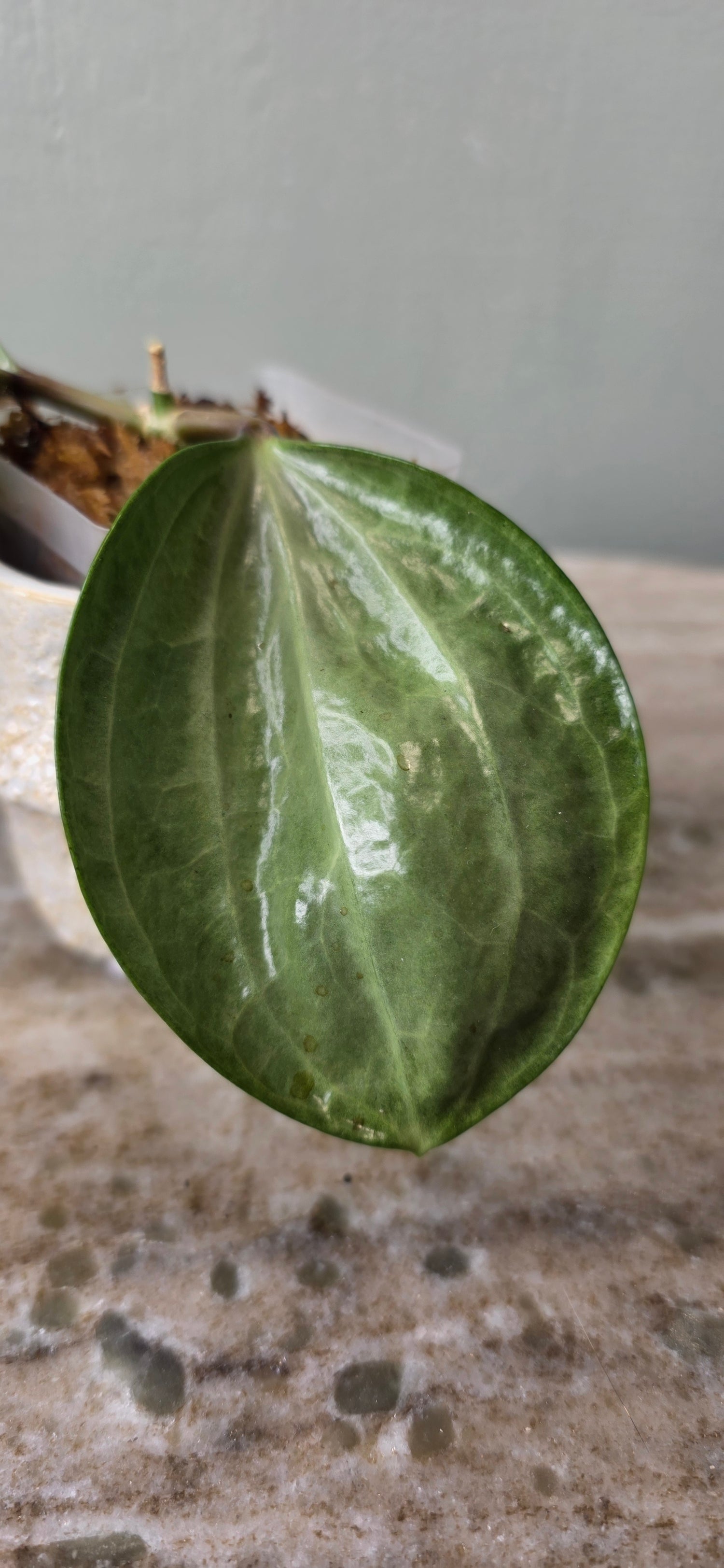 Hoya Latifolia Silver A