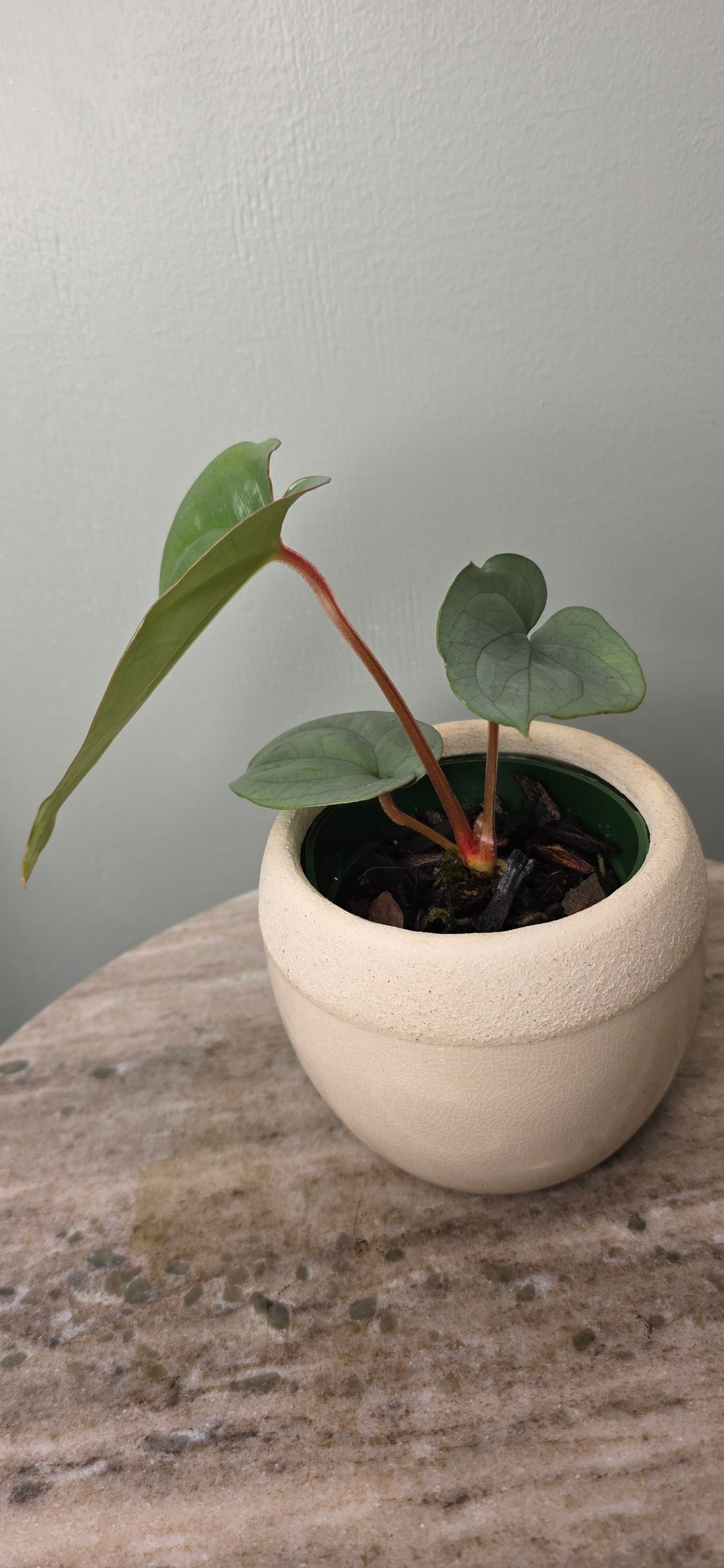 Anthurium sp Silver Peru A