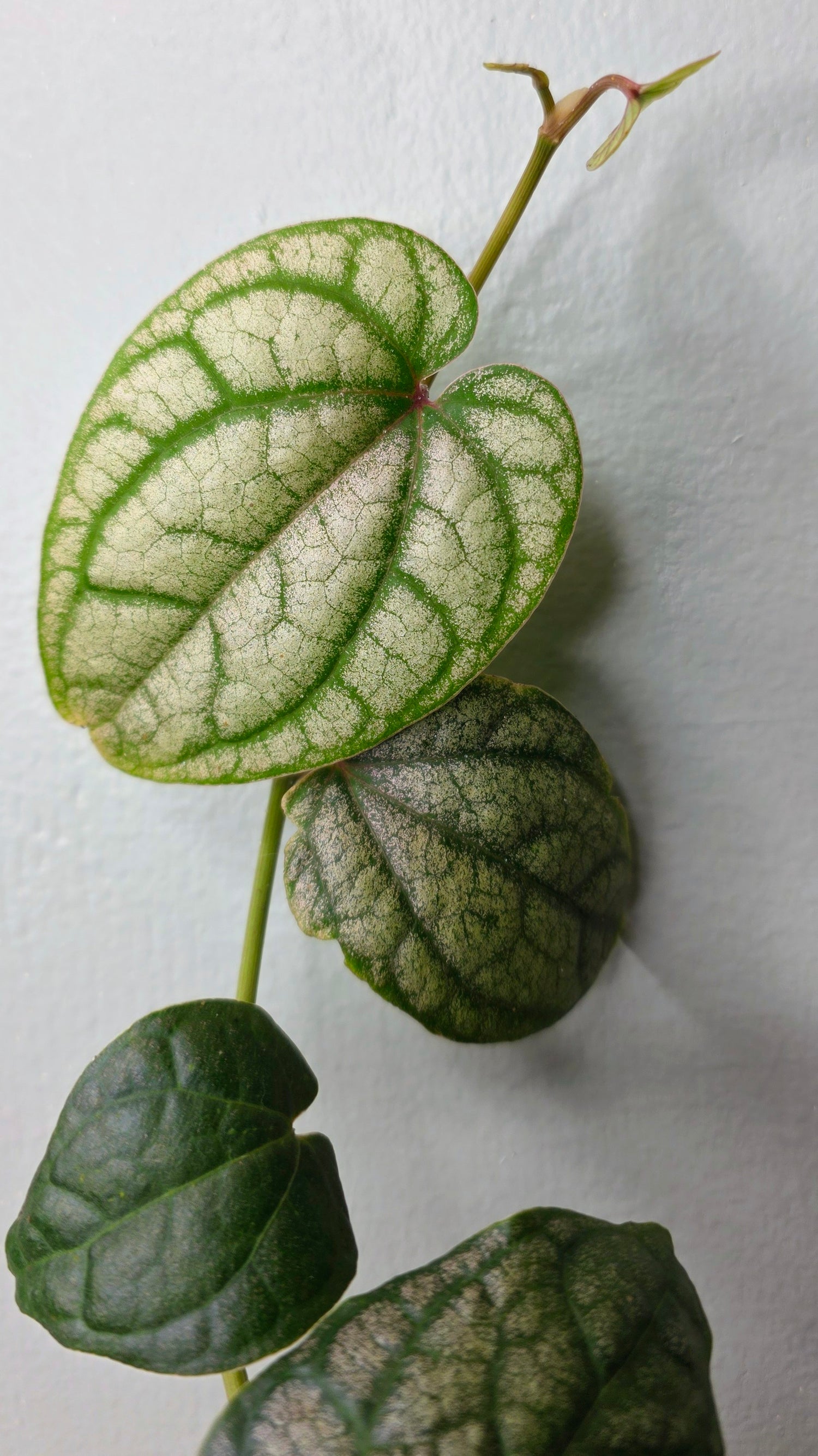 Piper Crocatum 4&quot;