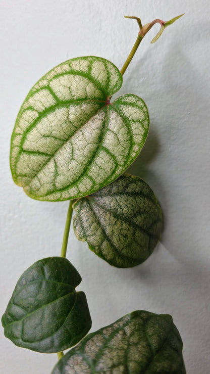 Piper Crocatum 4&quot;