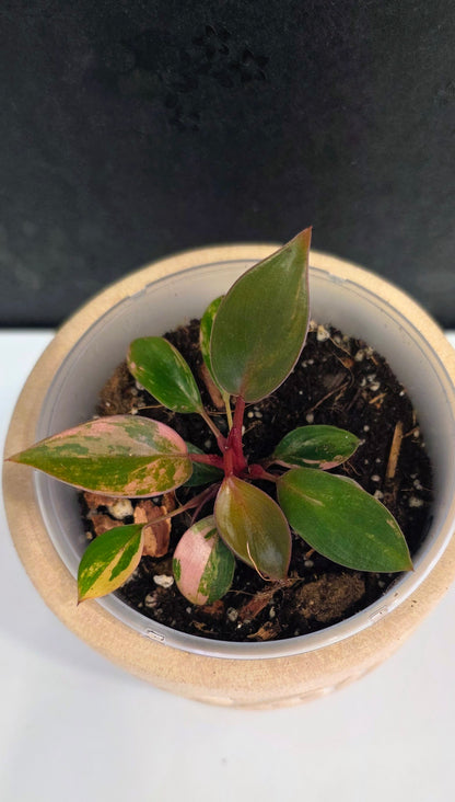 Philodendron Red Congo Variegated C
