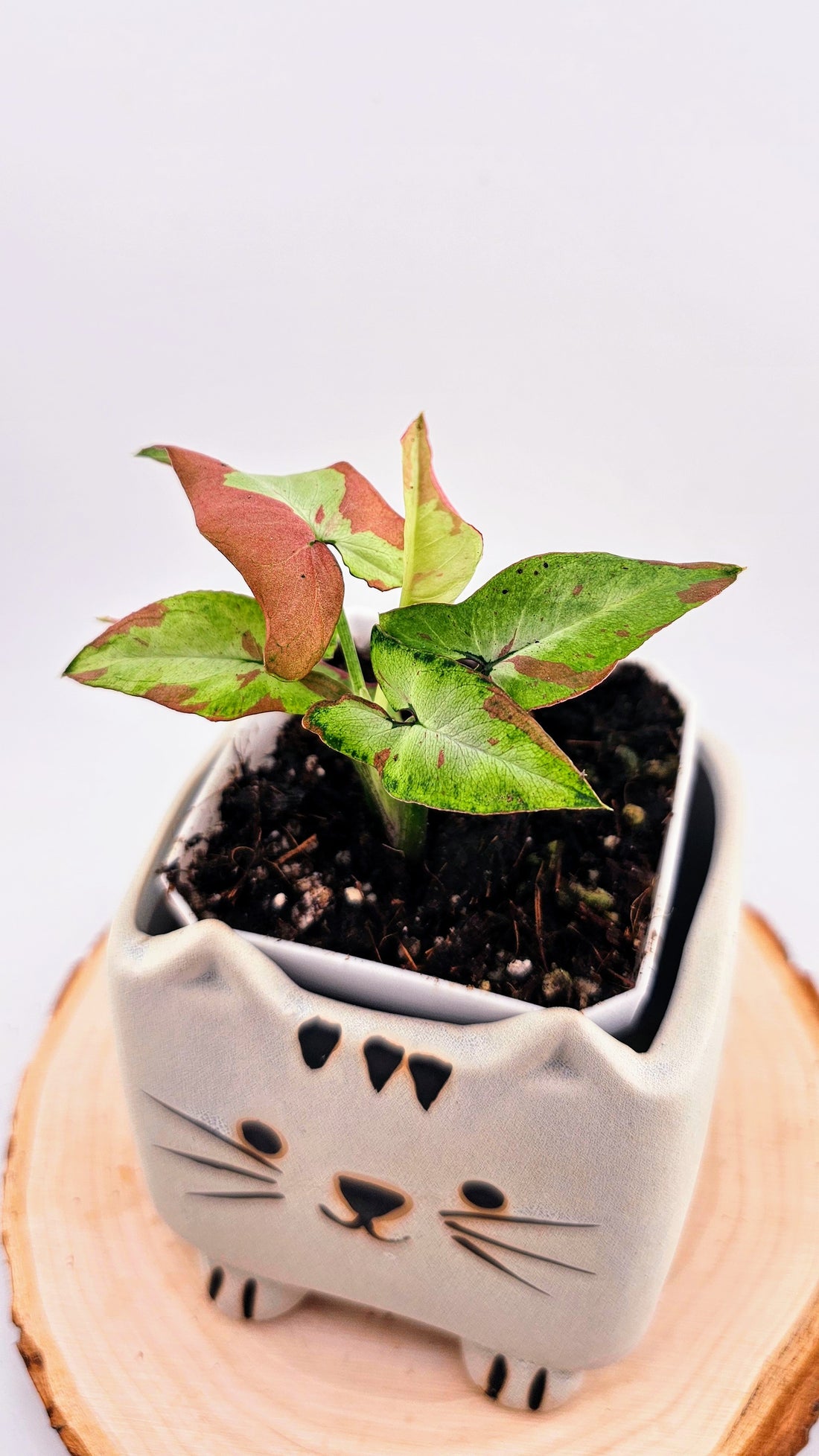 Syngonium orm nagpum pink salmon (A)