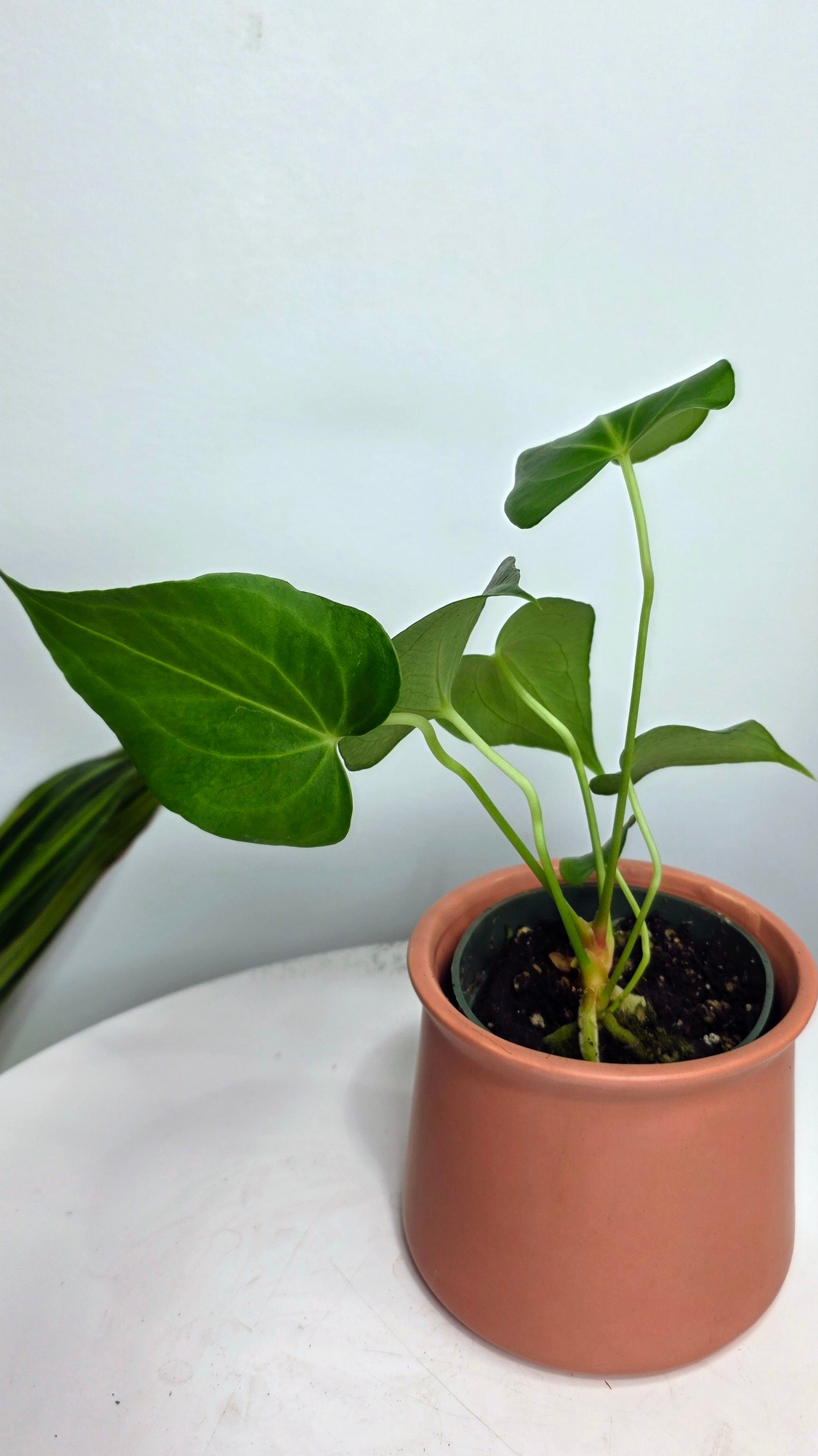 Anthurium Delta Force C