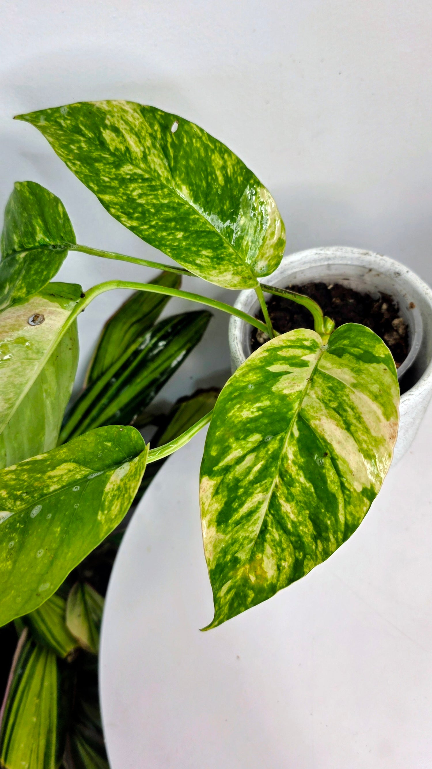 Epipremnum Pinnatum Sunburst C