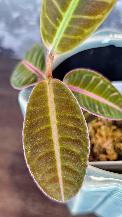 Labisia Sp. Flamingo