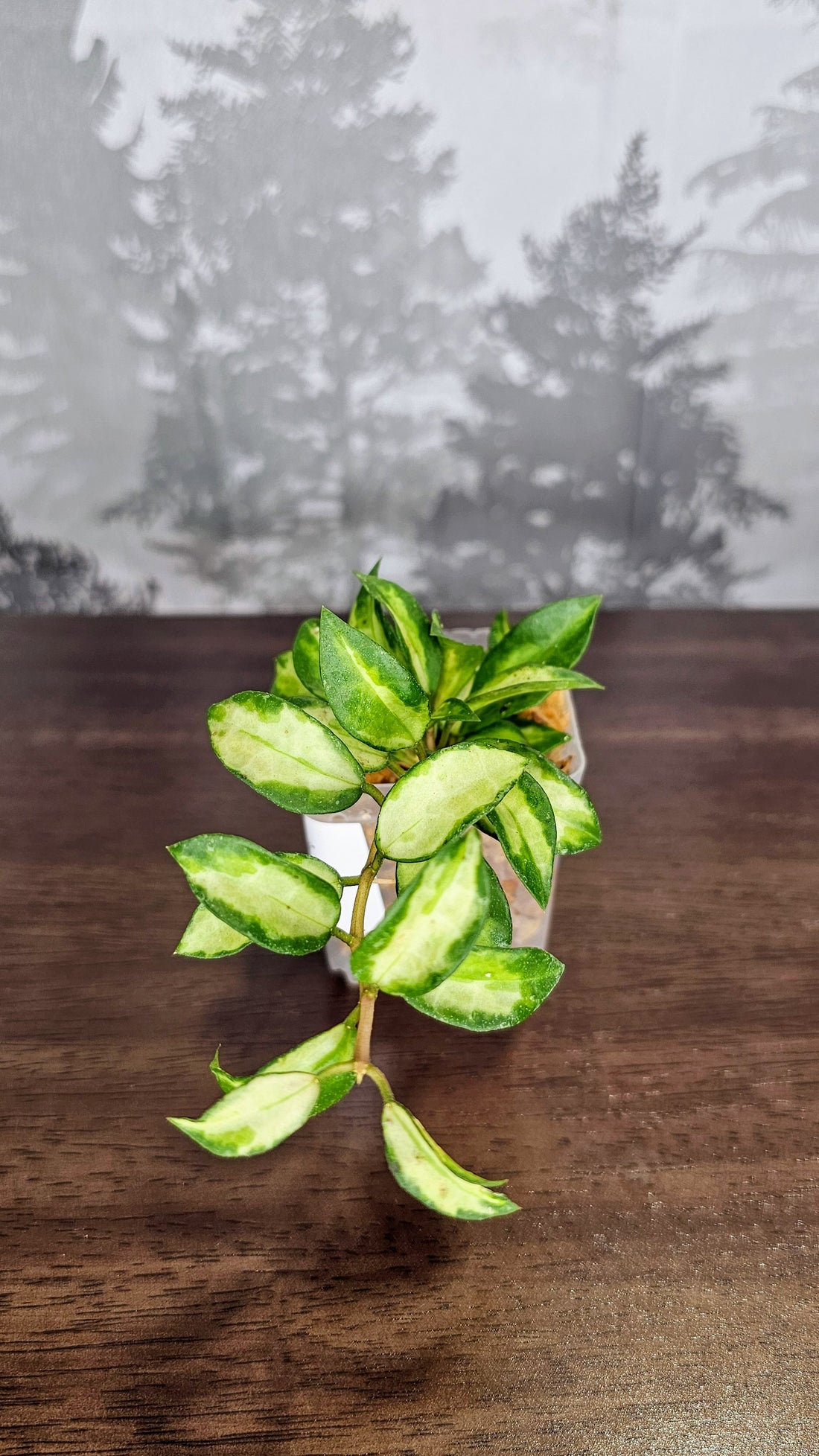 Hoya Lacunosa &