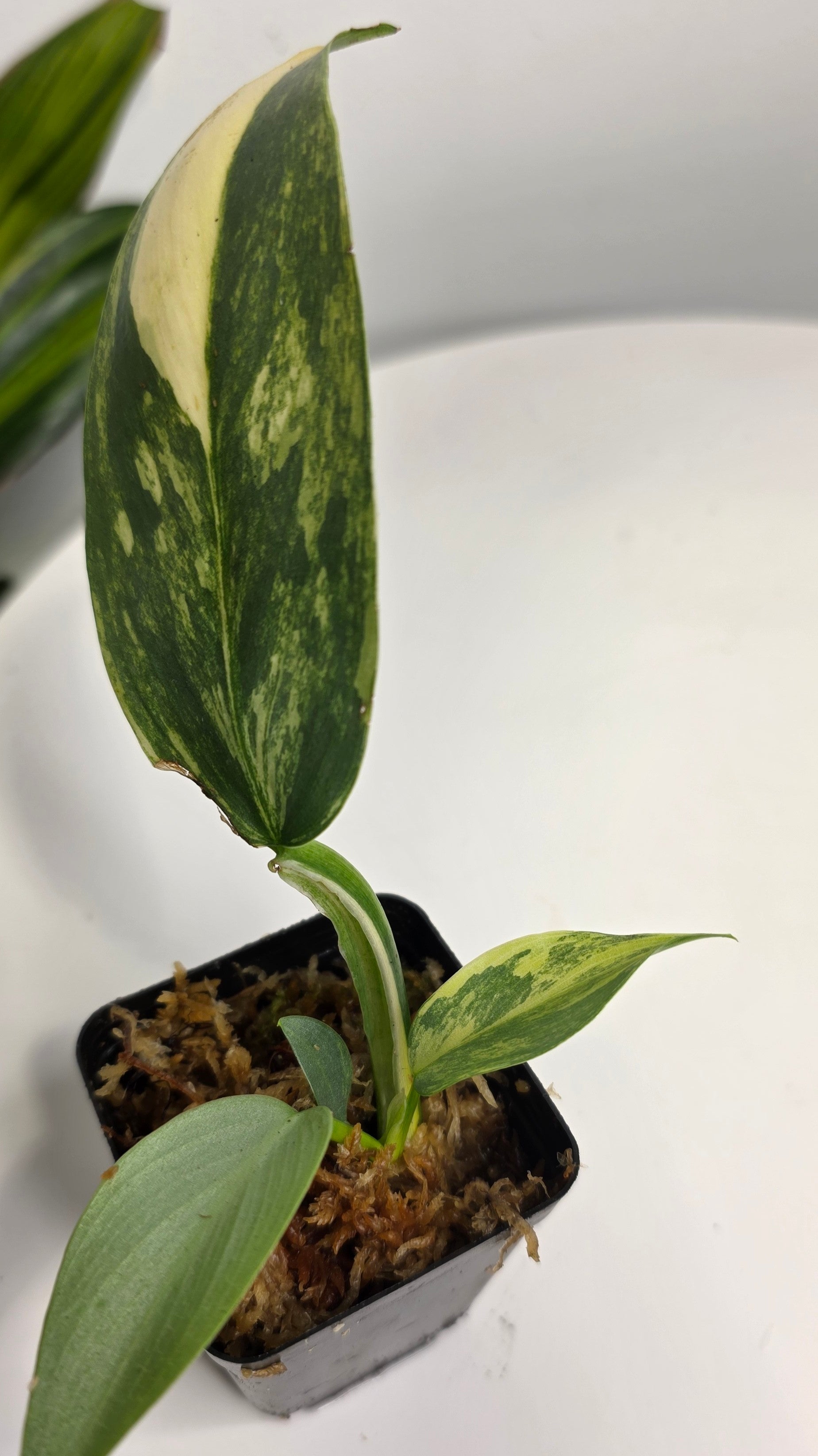 Philodendron Silver Sword Variegated