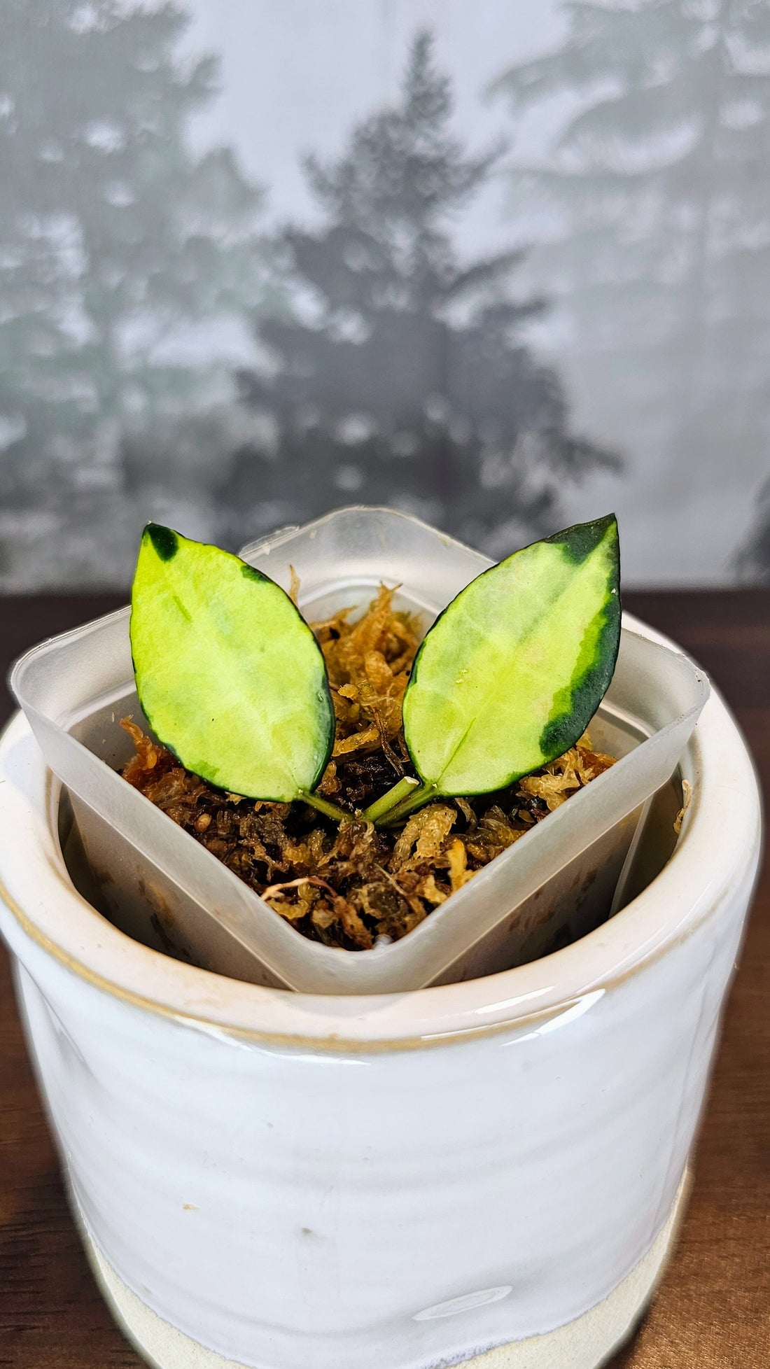 Hoya lacunosa queen midori (41)
