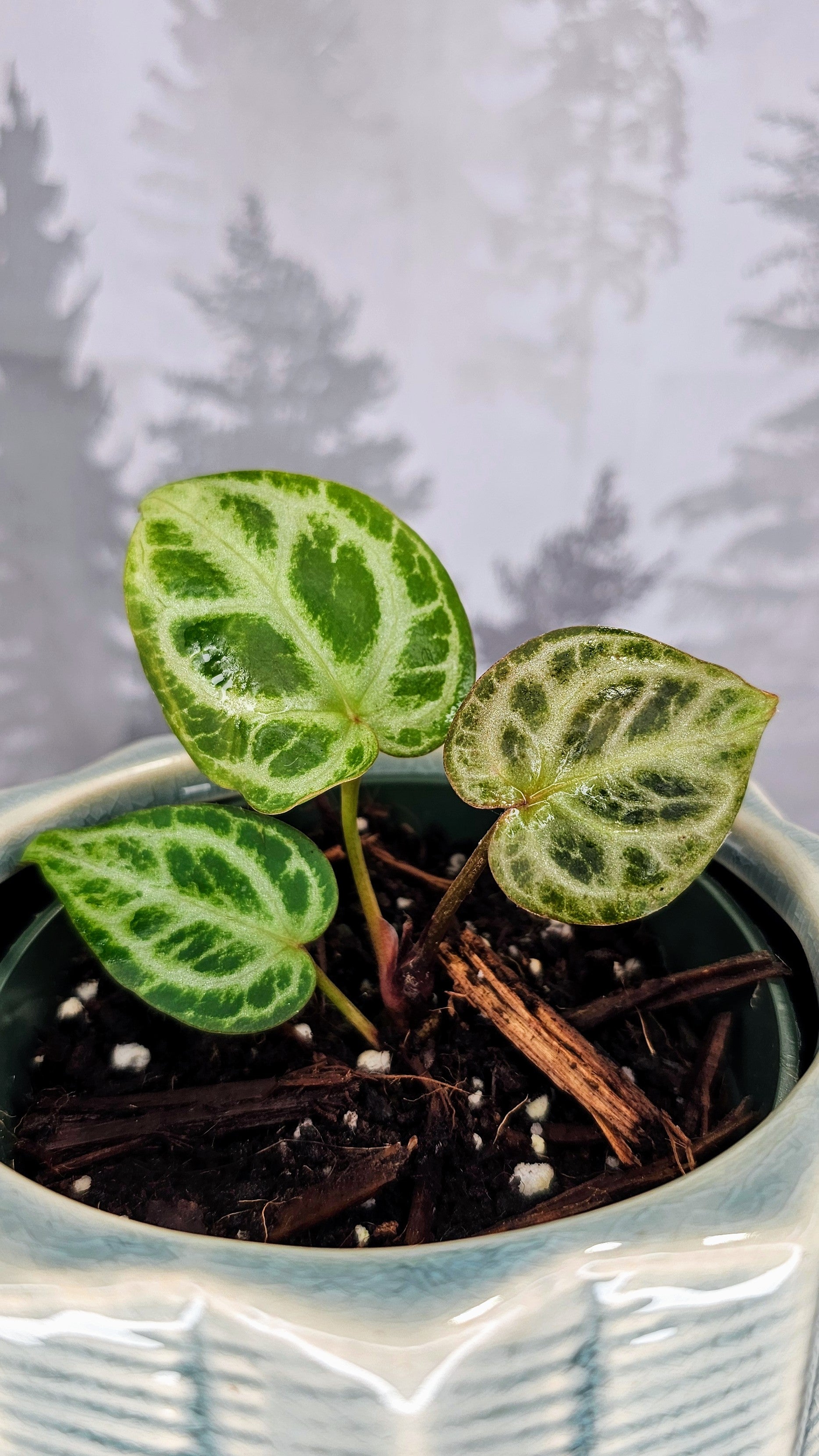 Anthurium HU King of Spades x Red Crystal (WA 07) – Wilderly