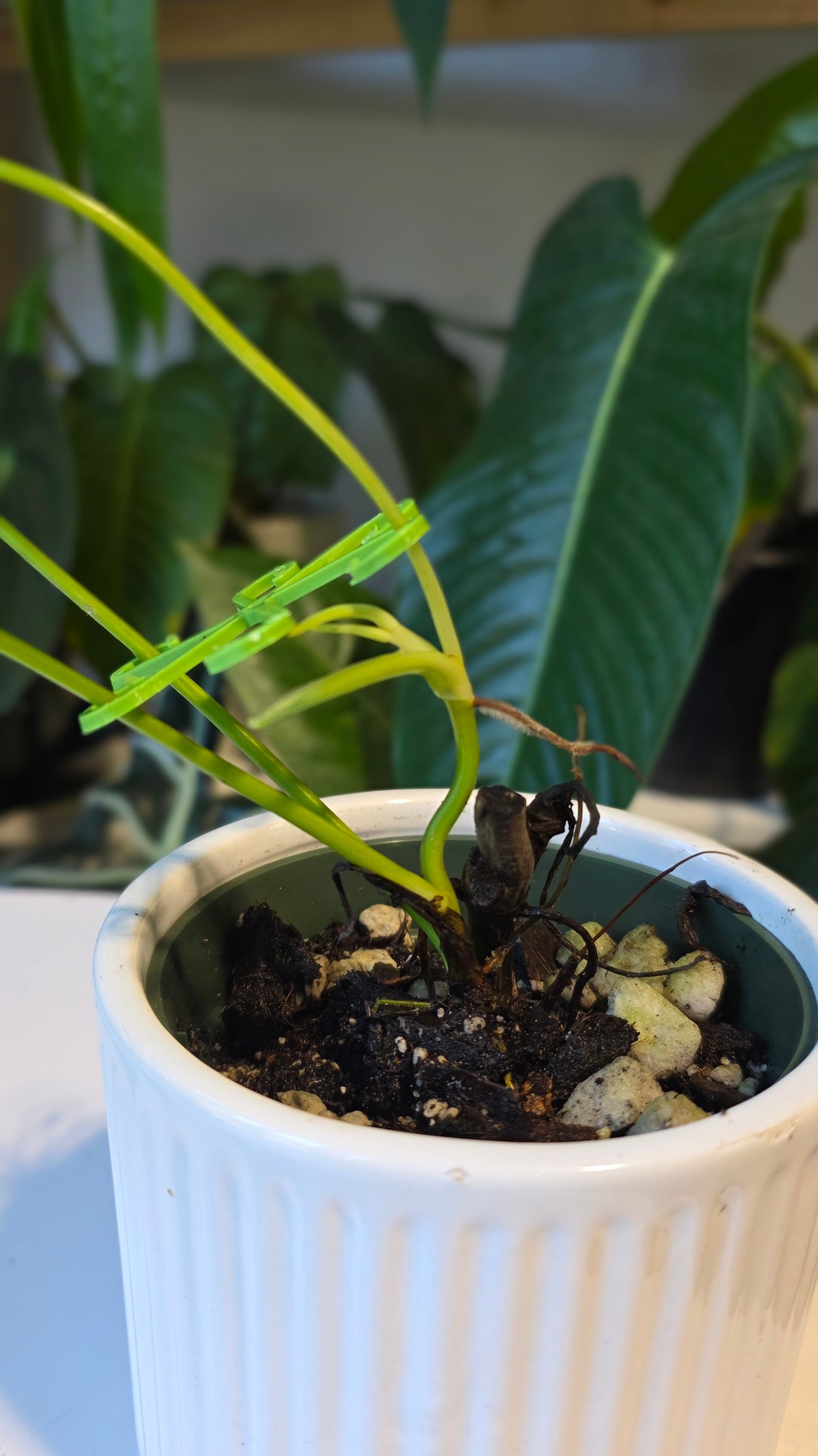 Philodendron Esmeralda Spirit (B)