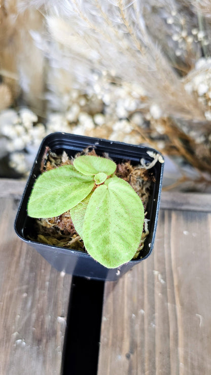 Sonerilia sp. Borneo &quot;Red Fuzz&quot;