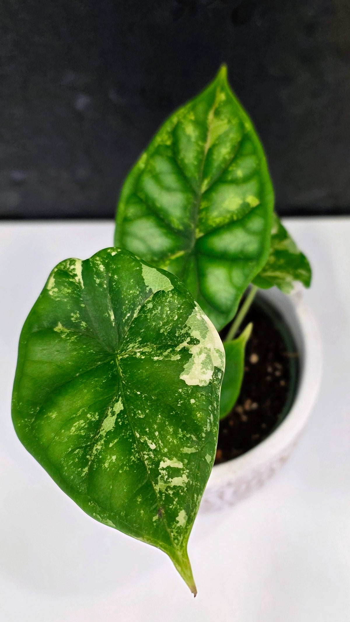 Alocasia Silver Dragon Tri-color A