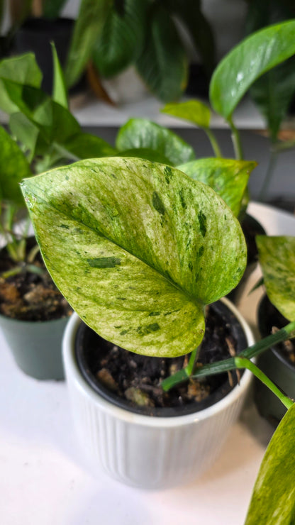 Epipremnum aureum &