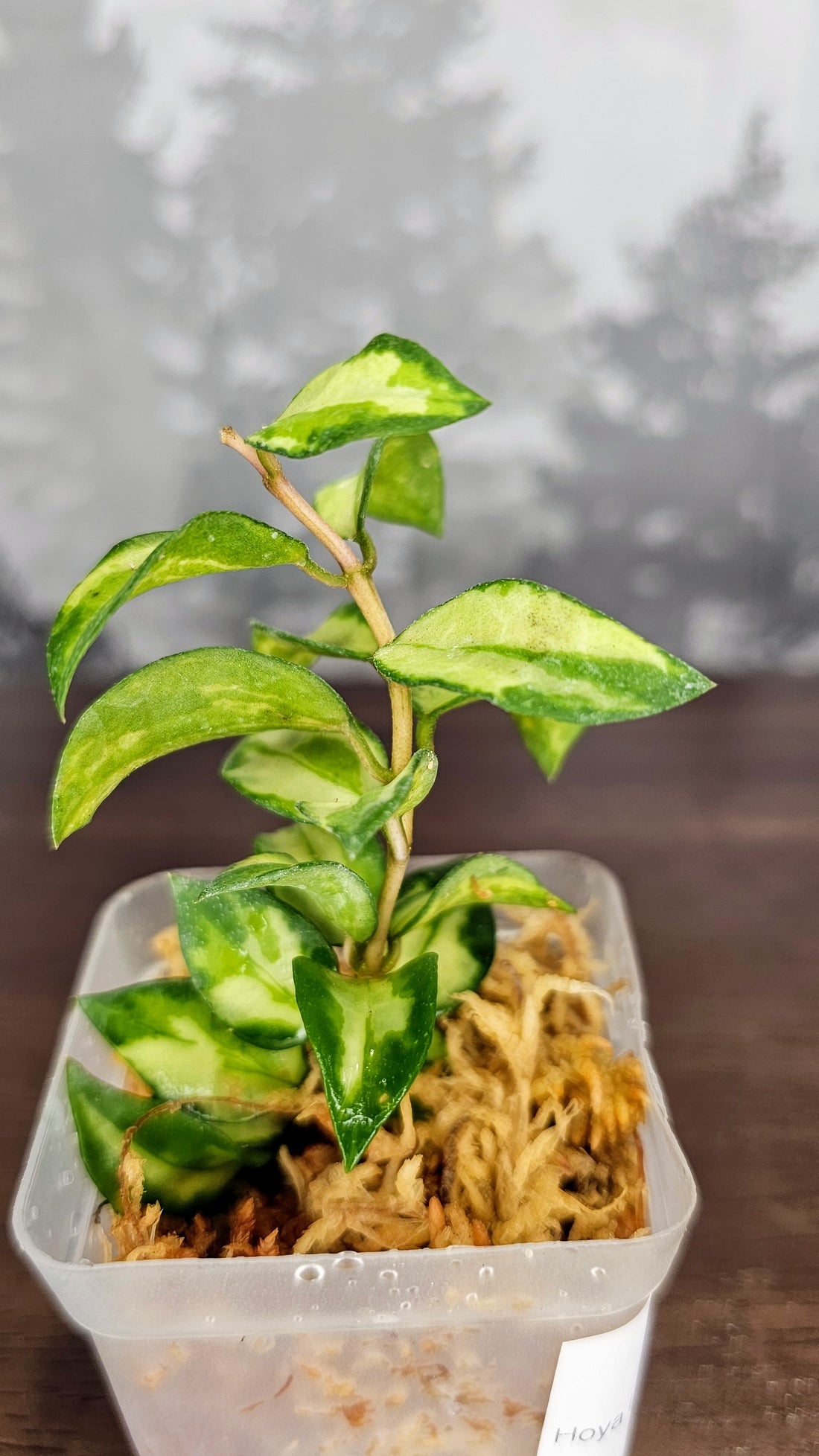 Hoya Lacunosa &