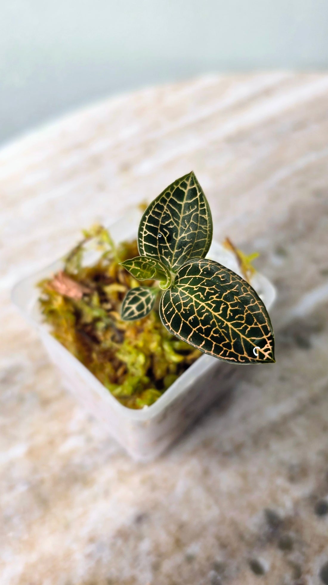 Anoectochilus Leaf Tip