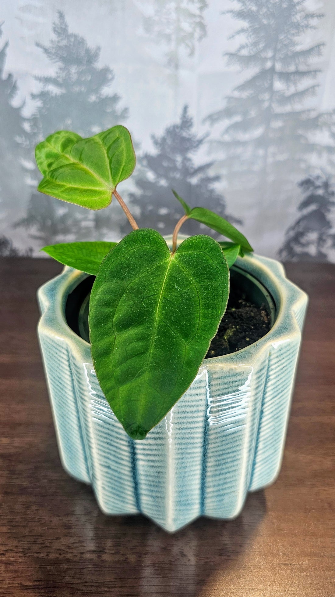 Anthurium Ace of Spades Dark Form (A2)