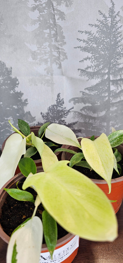 Philodendron Florida Ghost 4&quot;