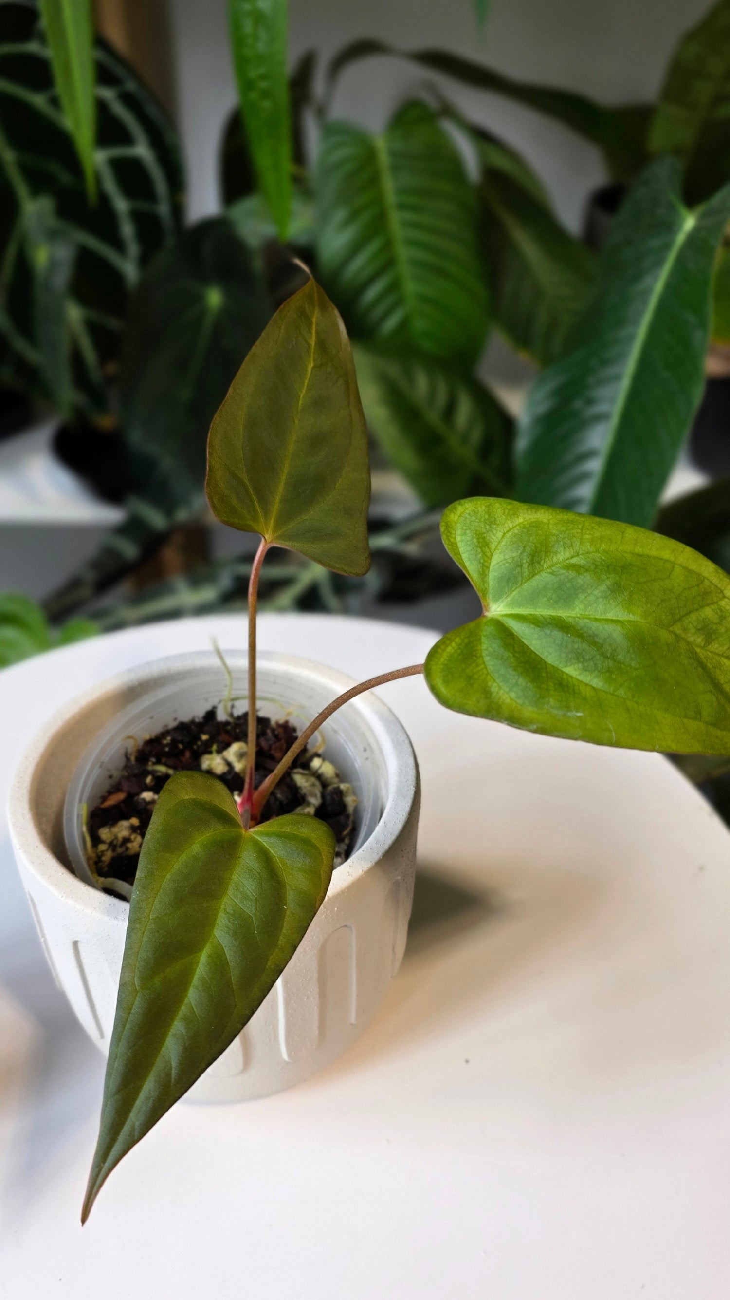 Anthurium ralph lynam x red vein dark phoenix (A)