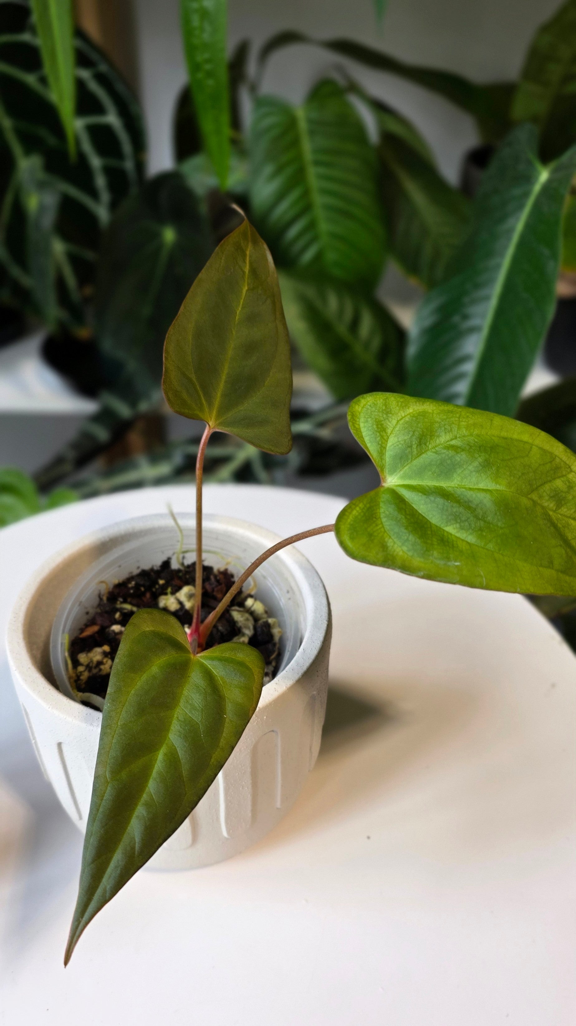 Anthurium ralph lynam x red vein dark phoenix (A)