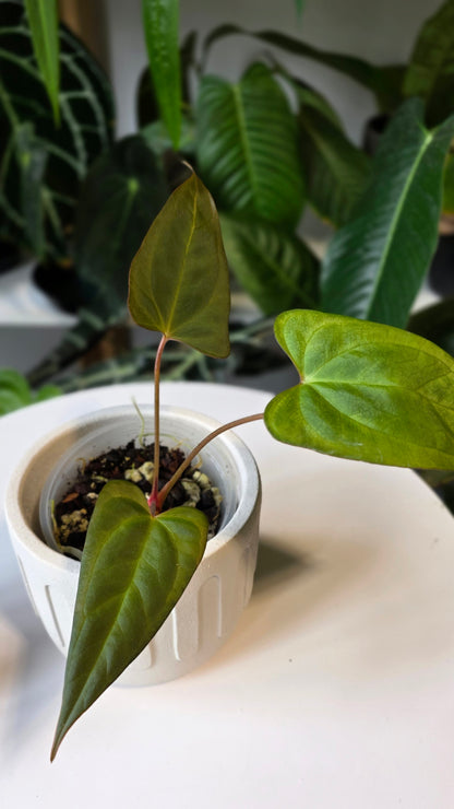 Anthurium ralph lynam x red vein dark phoenix (A)