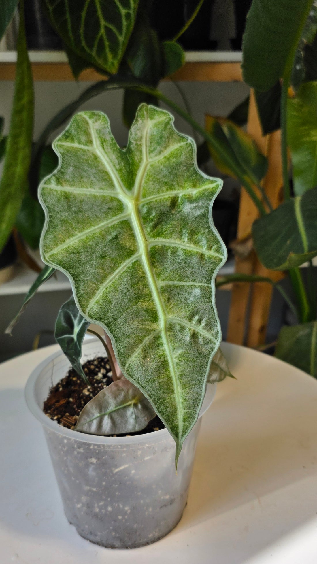 Alocasia Polly Mint 6"