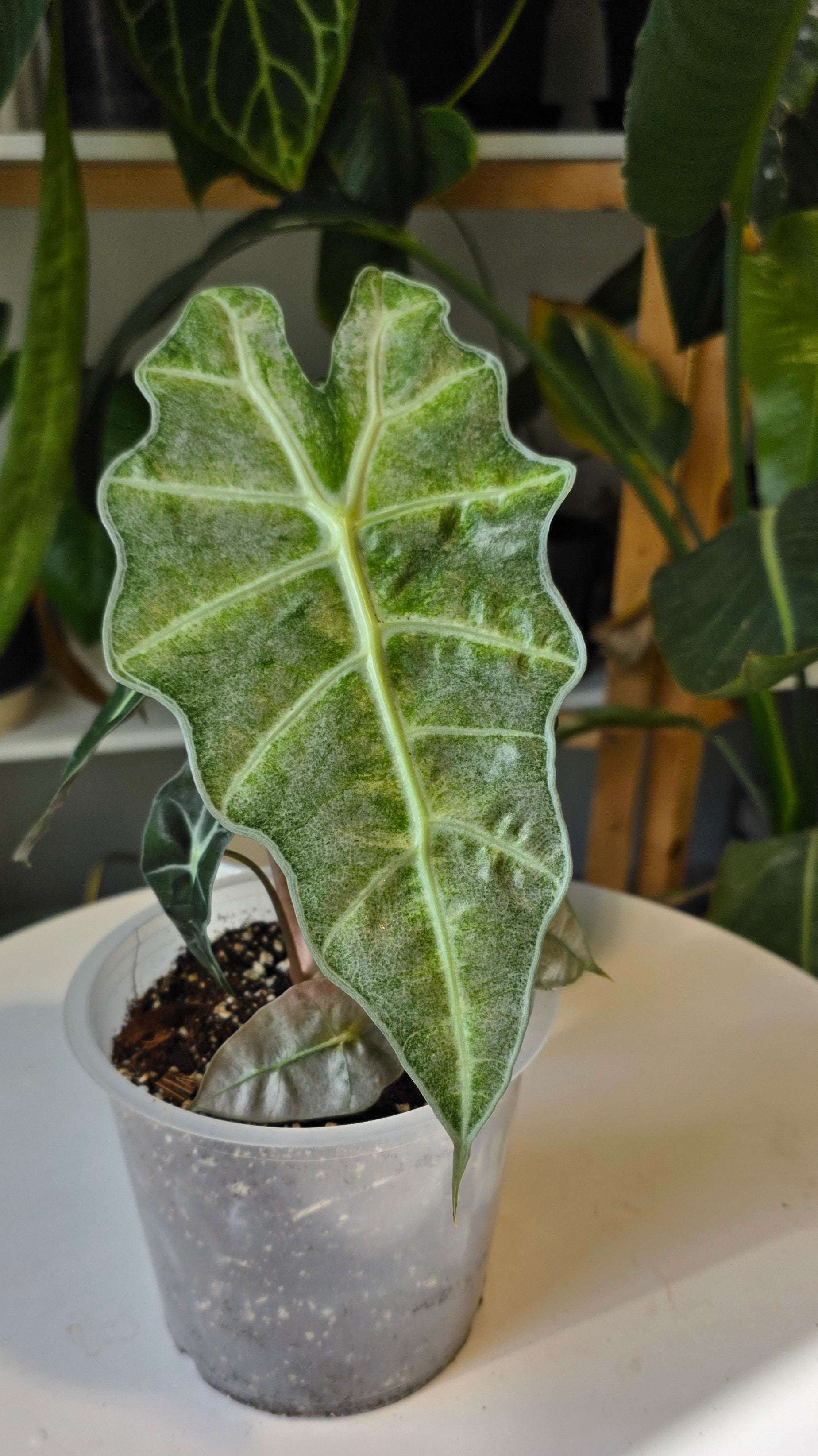 Alocasia Polly Mint 6"