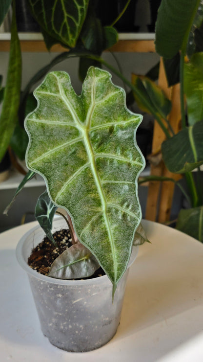 Alocasia Polly Mint 6"