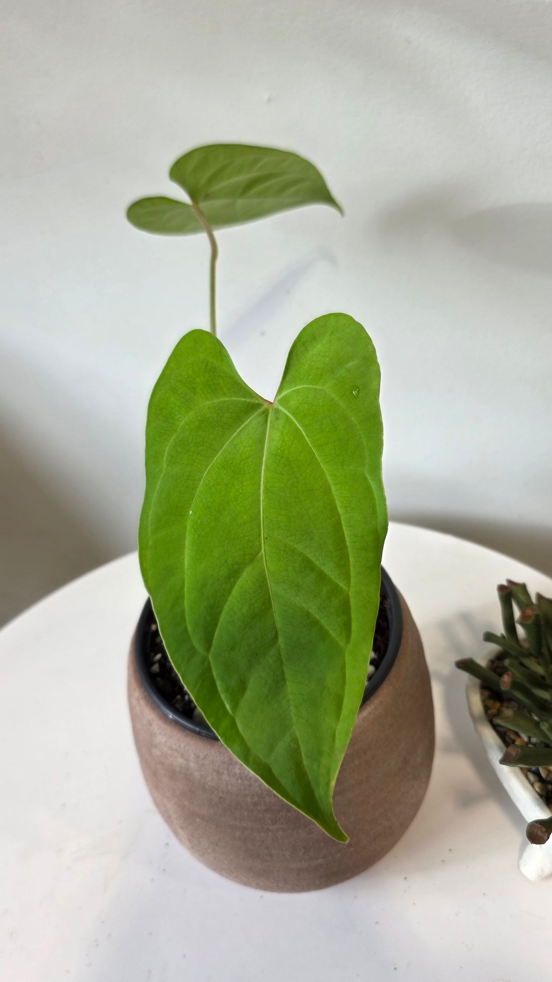 Anthurium Heart of the Amazon (Crystallinum x Sagittatum) "a"