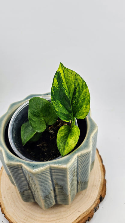 Epipremnum aureum &