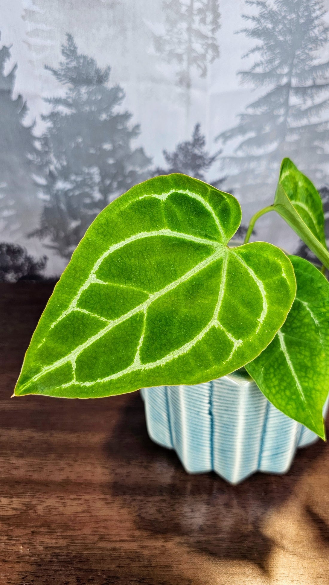 Anthurium Black Velvet (A01)