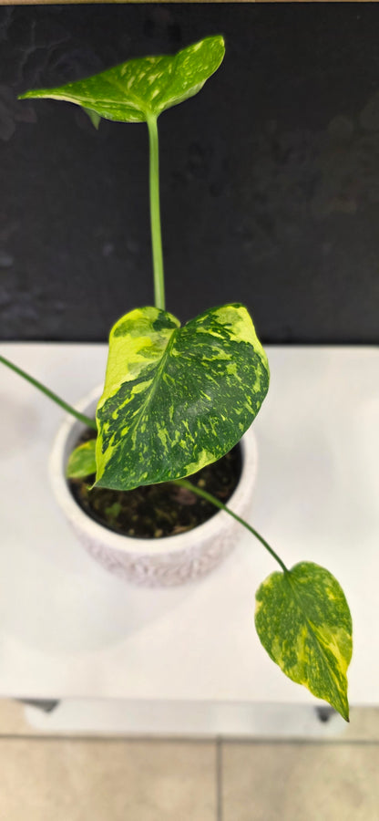 Monstera Electrolyte Variegated A
