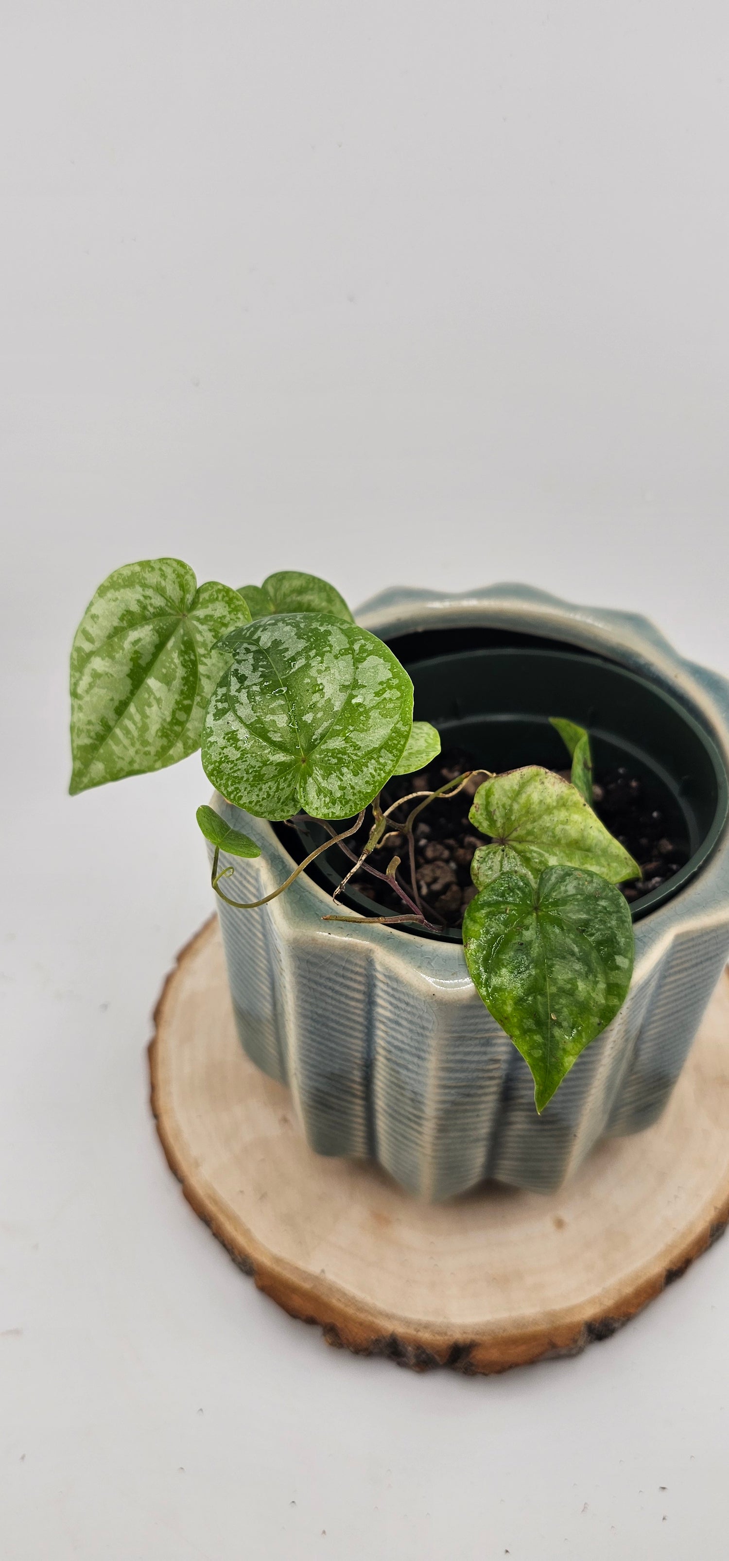 Dioscorea sp. Colombia Silver (B)